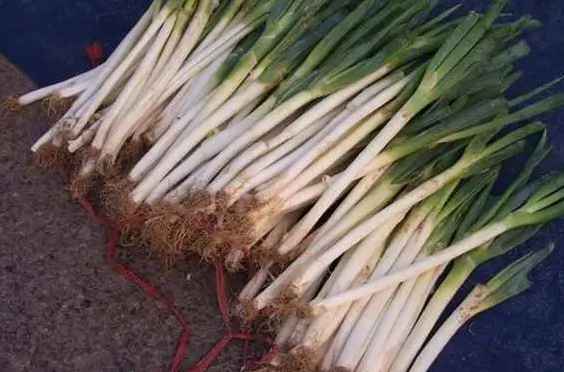 大蔥的冷庫(kù)保鮮技術(shù)步驟及注意事項(xiàng) 大蔥的冷庫(kù)保鮮技術(shù)步驟及注意事項(xiàng)