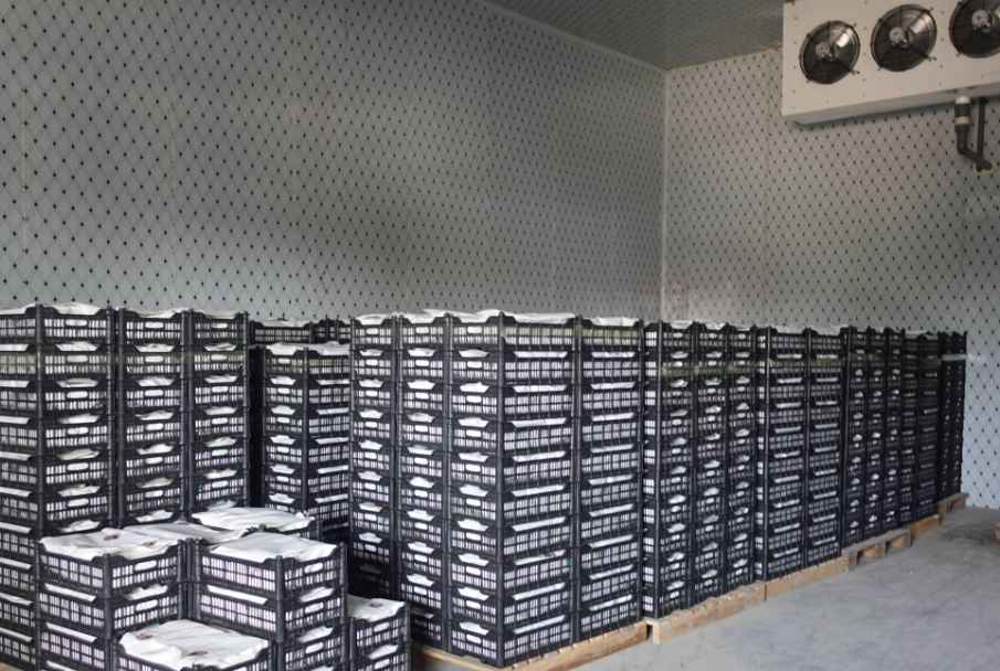 葡萄冷庫保鮮庫存多久 葡萄冷庫保鮮庫存多久