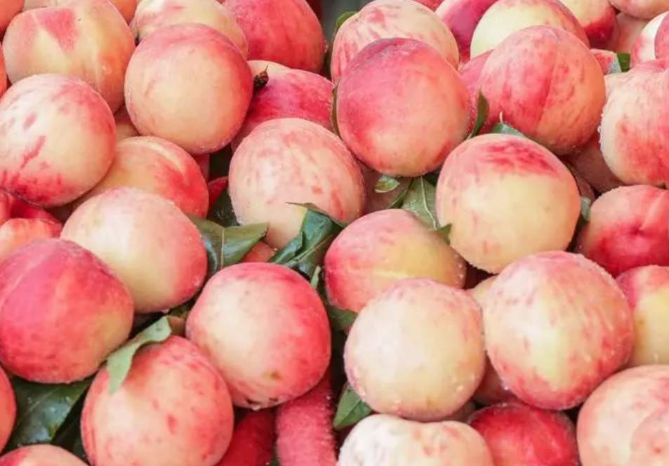 桃子在保鮮冷庫中怎么去存放？